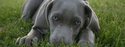 If you think of size, a name like titan is great for the larger dog, while tiny, titch and teenie suit the smaller breed. Dog Breeds Beginning with W Pet Paw