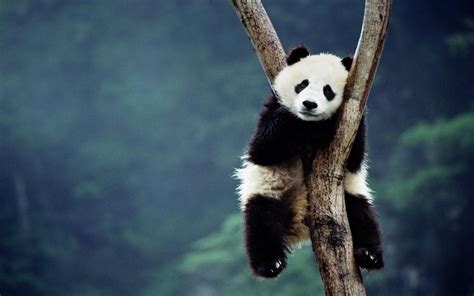 1680x1050 Resolution Black And White Panda Panda Trees Sitting