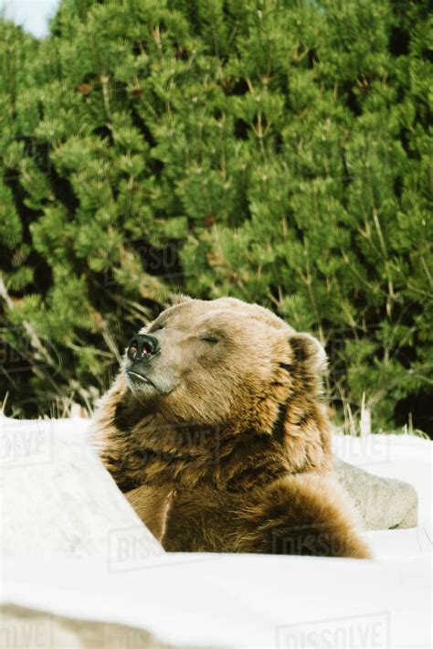 Straight On View Of A Grizzly Bear Resting In The Sun Stock Photo