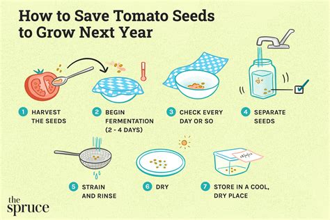 How To Save Tomato Seeds To Grow Next Year