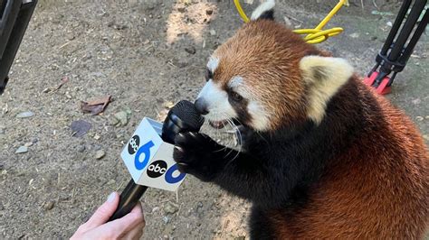 Behind The Scenes With The Red Pandas At The Columbus Zoo And Aquarium