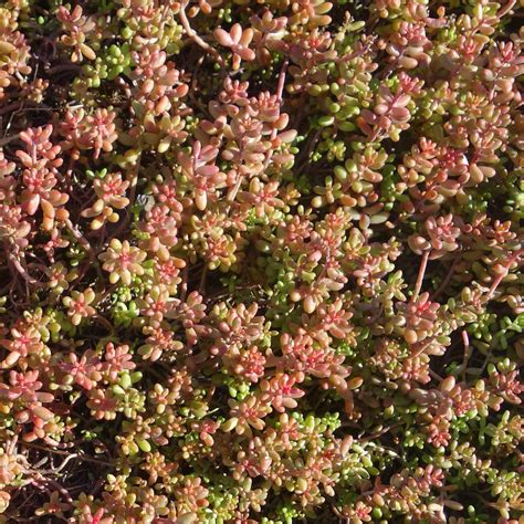 Ibrahim and the flowers of the koran was originally written in french as a play, based upon the life of schmitt's friend, bruno abraham kremer. N°44 Paris - Fleurs Flowers Jardin Floral, Jardin Remarqua ...