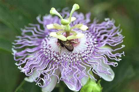 Florida Native Maypop Purple Passionvine Seeds Passiflora Incarnata Free Shipping
