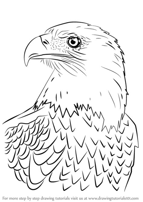 When finished, tape one end of the tracing to a good quality cartridge paper. Learn How to Draw Bald Eagle Head (Bird of prey) Step by ...