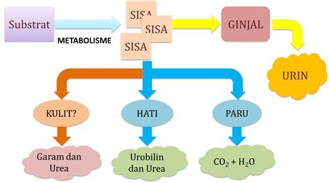 80 gambar hati manusia dan bagiannya kekinian gambar pixabay. BIOFUN LEARNING: SISTEM EKSKRESI PADA MANUSIA: Hati, Paru ...