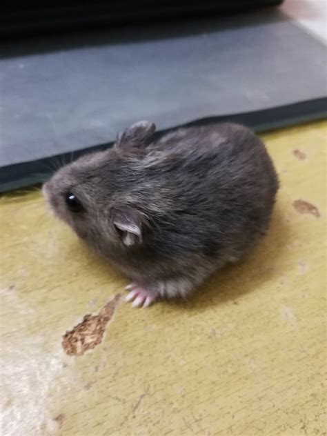 Short Dwarf Hamster Baby Hamster For Adoption 4 Years 11 Months
