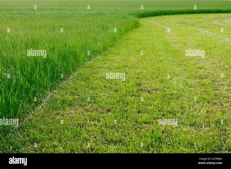 Half Mown Green Grass Field In Finland Stock Photo Alamy