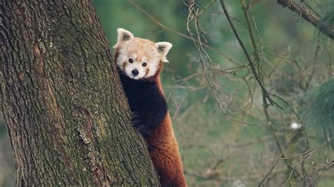 What Red Pandas In Zoos Need To Feel Comfortable Red Pandazine