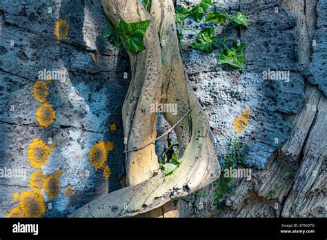 Tropical Background Jungle Texture And Stone Rock With Lianas In