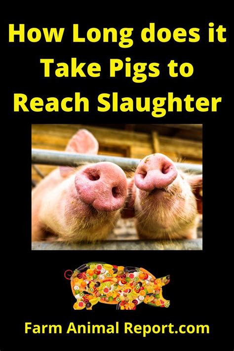 Do not guess or attempt to answer questions beyond your own knowledge. How Long does it Take Pigs to Reach Slaughter 5 Factors in ...