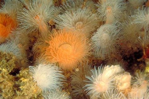 An Anemone Cluster Corals Anemones And Jellyfish Te Ara
