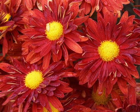 Chrysanthemum Daisy Red Bluestone Perennials
