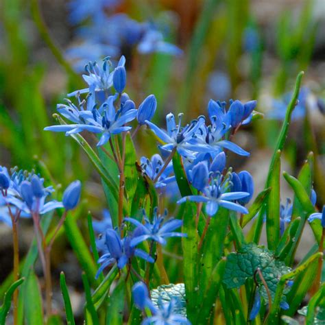 I live in holland and am also trying to remove the scilla bifolia from my garden. Scilla bifolia | Besondere Frühlingsblüher ...