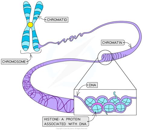 Eukaryotic Chromosome Structure Chromatin Chromatid Dna Condensation