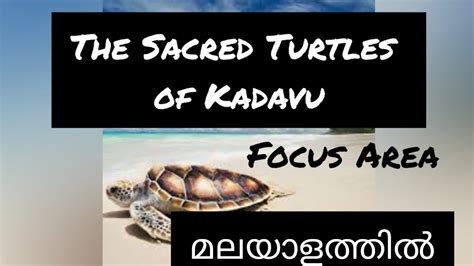 The Sacred Turtles Of Kadavu In Malayalam Plus One Focus Area