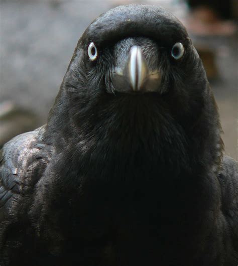 Stone The Crows Could Corvids Be Australias Smartest Export