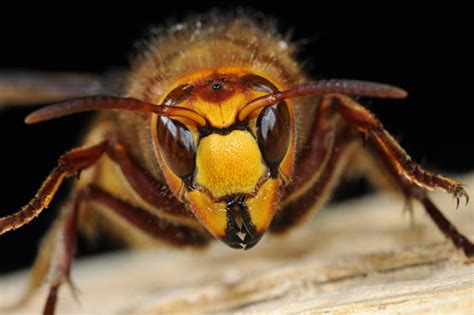 European Queen Hornet Uk Why Asian Hornets Are Bad News For British Bees Natural History