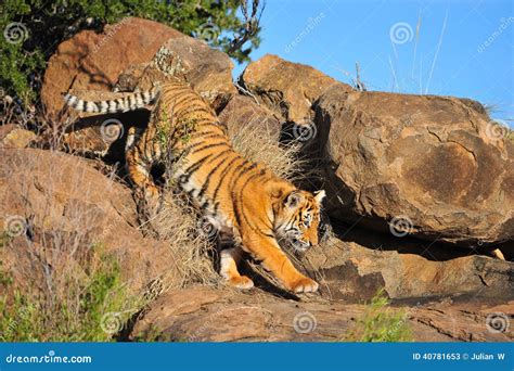 Tiger On The Rocks Stock Image Image Of Camouflage Beautiful 40781653