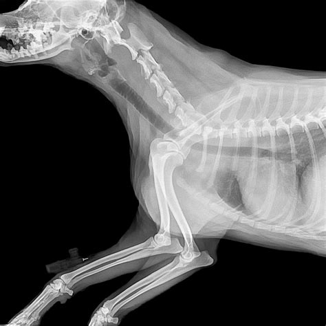 Incredible Dog X Ray Pictures References Peepsburghcom