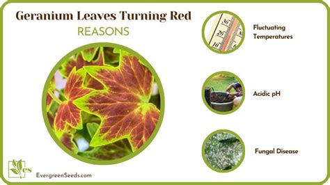 Geranium Leaves Turning Red Beautiful Or Cause For Concern