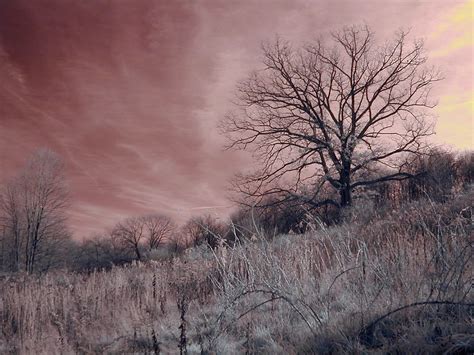 Nov Digital Infrared By John Fobes Nikon Cokin Flickr
