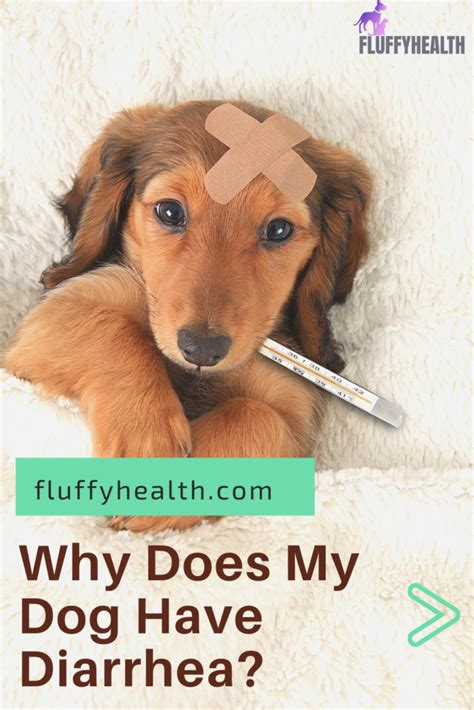How do i know if my dog has a cold. Why Does My Dog Have Diarrhea? 9 Underlying Diseases ...