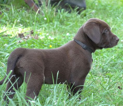 14,217 likes · 546 talking about this. Black & Chocolate Lab Puppies For Sale!