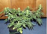 Marijuana Plant Budding