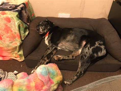 Doggy Delights - Happy New Year! Here's to another furry... | Facebook