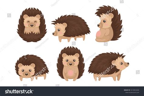 Cute Hedgehogs Various Poses Vector Set Stock Vector Royalty Free