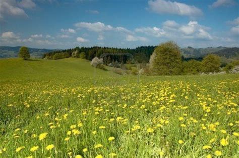 Spring Meadow Wallpapers Wallpaper Cave