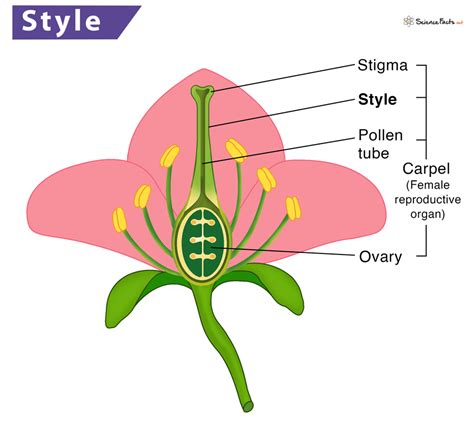 What Are The Female Parts Of A Flower And Their Functions