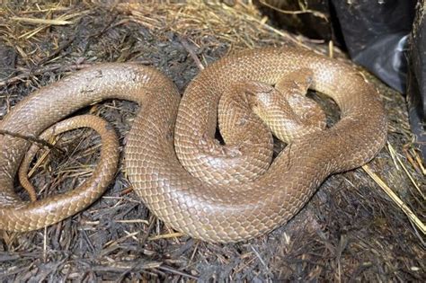 Uk Town Plagued By Wild Snakes Breeding Uncontrollably After Escaping