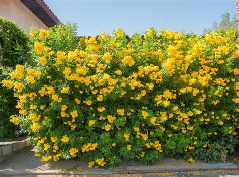 Evergreen Flowering Shrubs Yellow Mbi Garden Plant