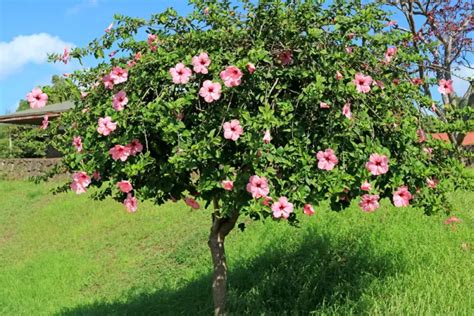 Hibiscus Tree Care And Growing Guide