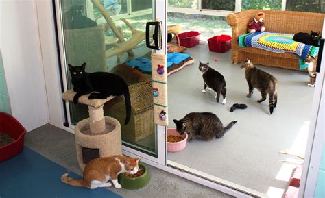 Check spelling or type a new query. Here Kitty Kitty! Adoption Fees Waived at the Southampton ...