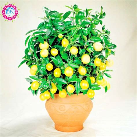 Pcs Edible Fruit Meyer Lemon Bonsai Exotic Citrus Bonsai Lemon Tree