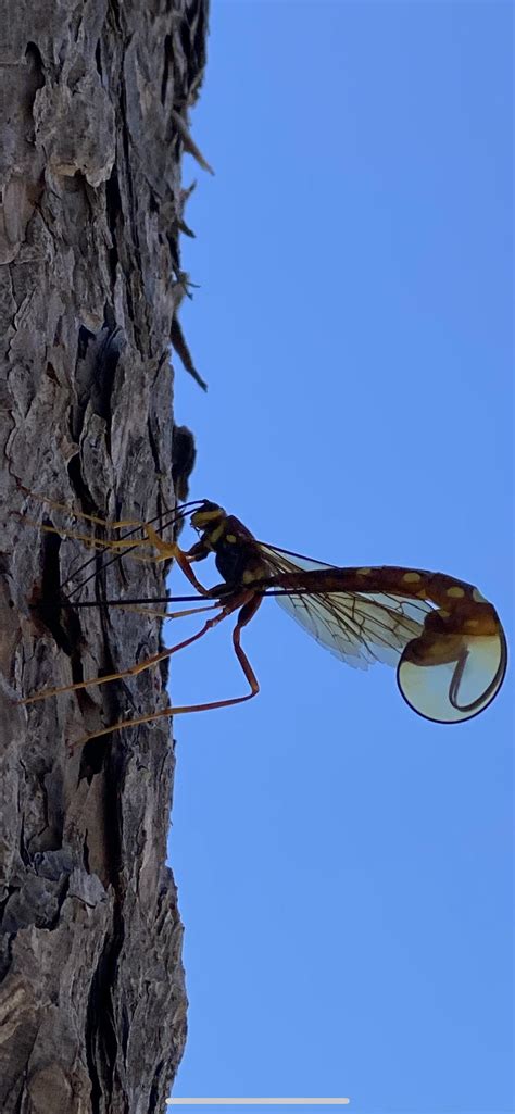What the heck is this? Happy jack Az area ! : r/whatsthisbug