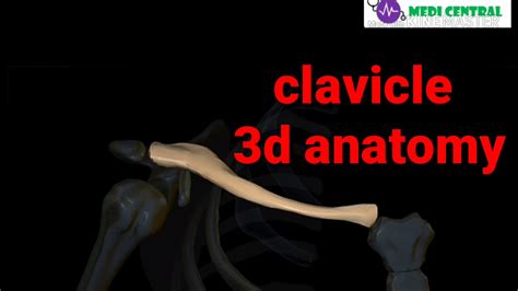 Clavicle Anatomy 3d Muscles And Ligaments Attachment Youtube