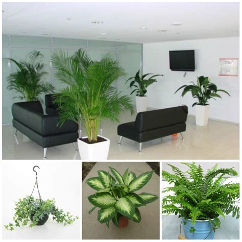 Plants Suitable For Office