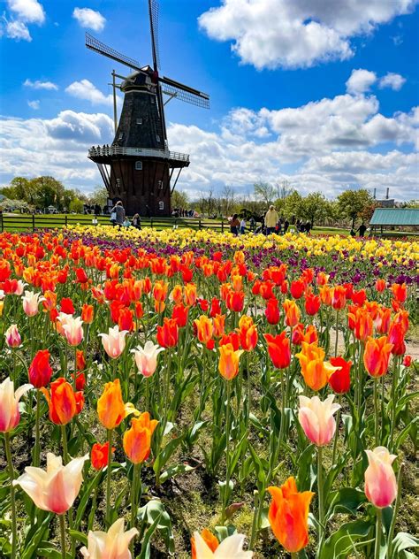 The Best Place To See Tulips In Holland Michigan
