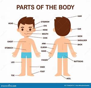 Cute Boy Body Parts Stock Vector Illustration Of Language 176463474
