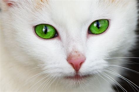 White Coated Cat With Green Eyes Wallpaper Hd Wallpapers