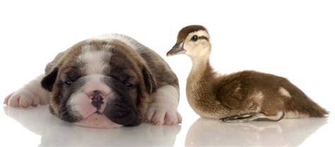 Do Dogs And Ducks Get Along How You Can Help Animalfyi