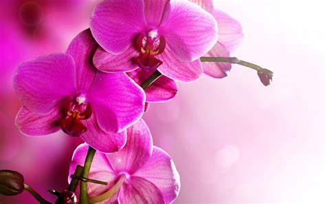 Phalaenopsis Pink Orchids Wallpaper For Widescreen Desktop Pc