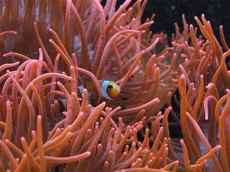 Free Images Nature Ocean Swim Sea Animal Coral Reef