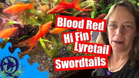 Blood Red Hi Fin Lyretail Swordtails Now Thats A Mouthful Youtube