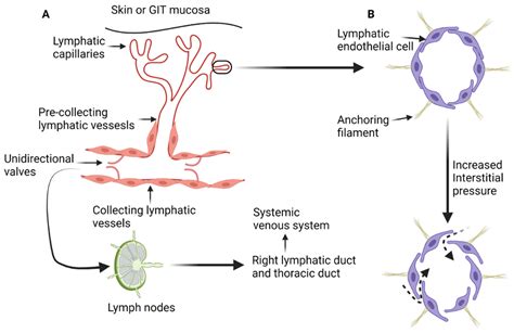 Cancers Free Full Text Oncologic Imaging Of The Lymphatic System