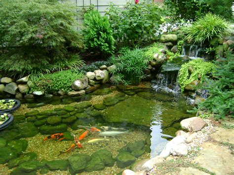 Piscina Ecologica Com Peixes