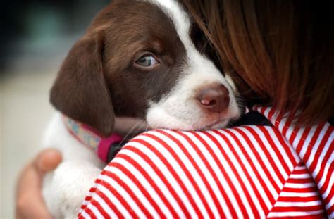 10 Reasons To Hug Your Dog Bechewy